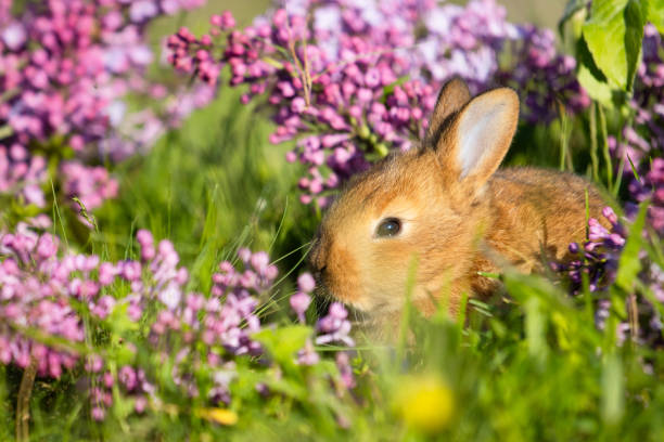istock red little rabbit in lilac flowers 2194248372