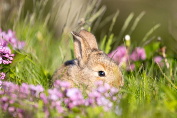istock red rabbit among spring flowers and green grass 2194248373