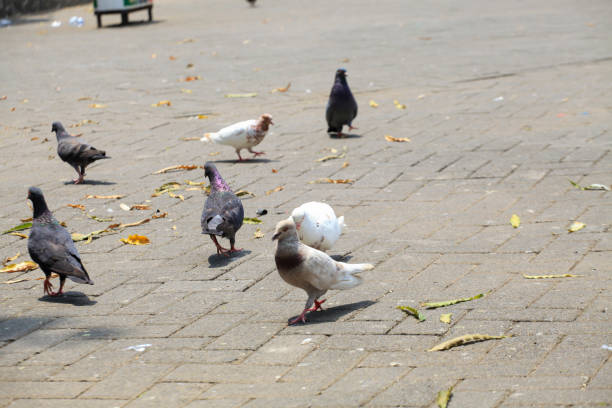 istock Pigeons on the grass in the park. Selective focus. 2194248641