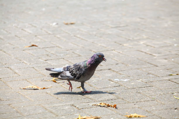 istock Pigeons on the grass in the park. Selective focus. 2194248839