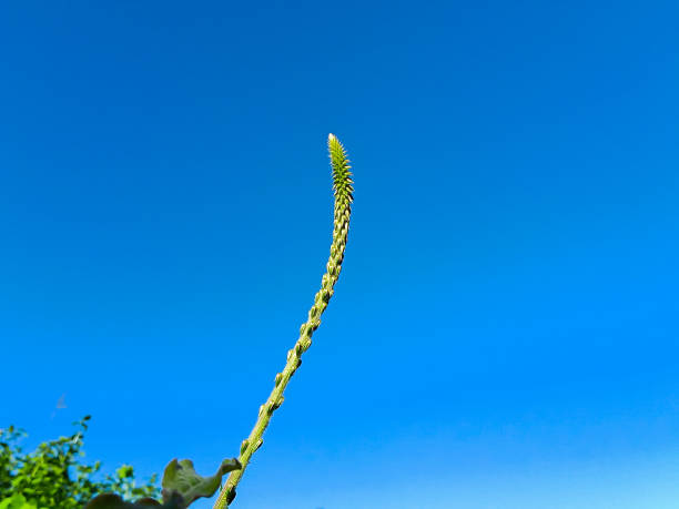 Thorny chaff flower or devil's horsewhip, Sanskrit, apamarga, Achyranthes aspera, bright blue sky background