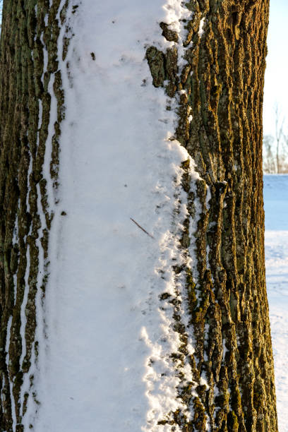 Tree trunk covered with snow after a blizzard, sunny day, photographed from a close distance, evening light from the side, part of the trunk is in the shade and with snow and part is in the sun and without snow