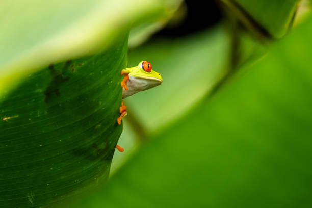 Red-eyed Leaf Frog or Tree Frog on a leaf in Costa Rican rain forest, Costa Rica, Central America