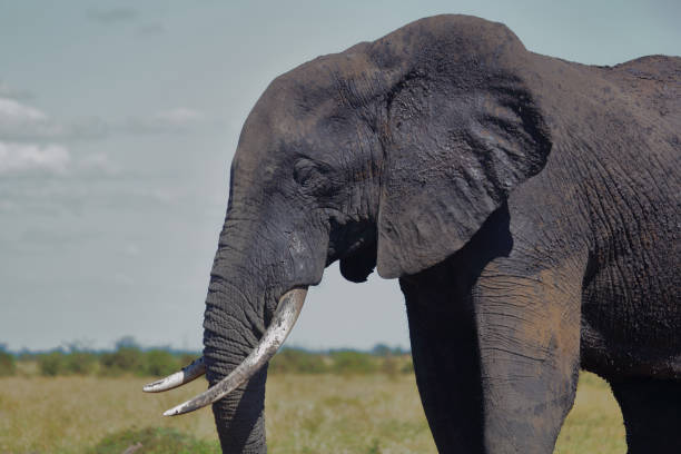 istock Afrikanischer Elefant / African elephant / Loxodonta africana 2194252914