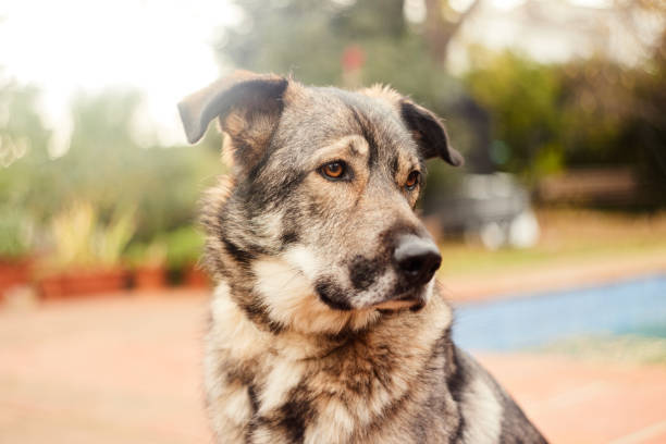 Pet Heroes, Czechoslovakian Wolfdog mix.
