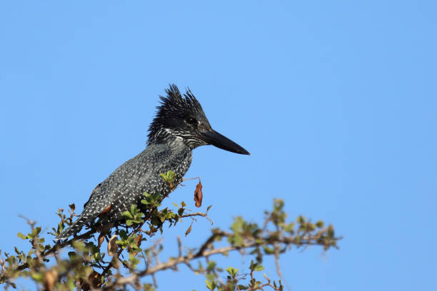 South African Giant Kingfisher