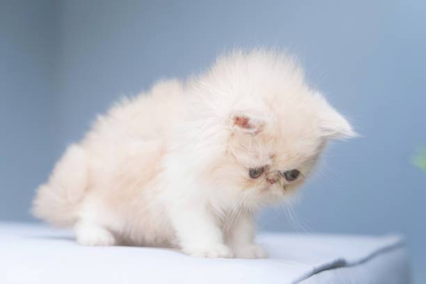 istock Cream Persian Kitten with Fluffy Coat 2194253801