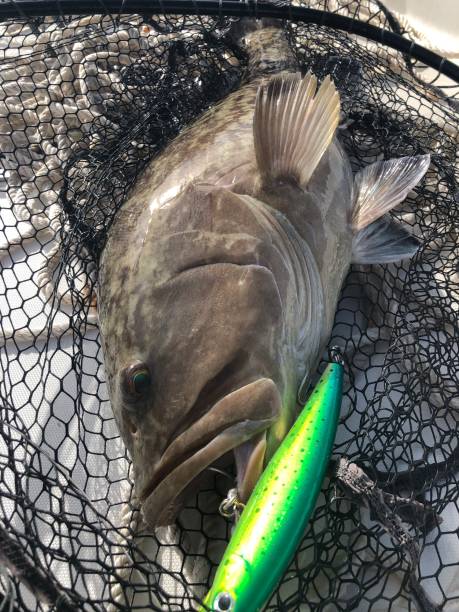 istock Grouper caught with a large green lure 2194254063