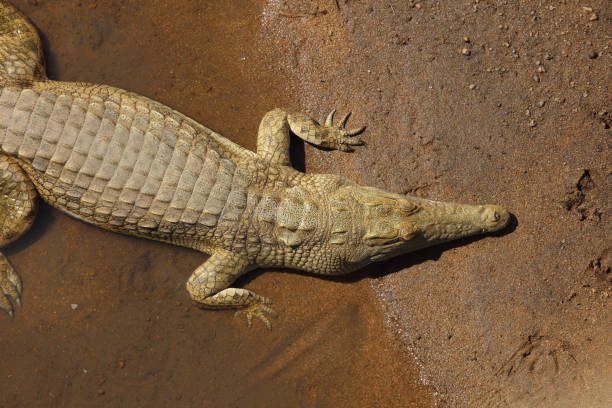 istock Nilkrokodil / Nile crocodile / Crocodylus niloticus 2194254146