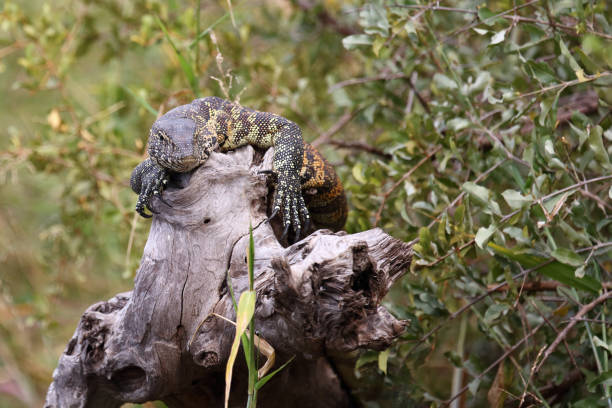 istock Nilwaran / Nile monitor / Varanus niloticus 2194254189
