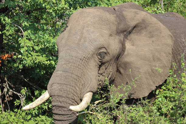 Elephant portrait, Pilanesberg National Park.