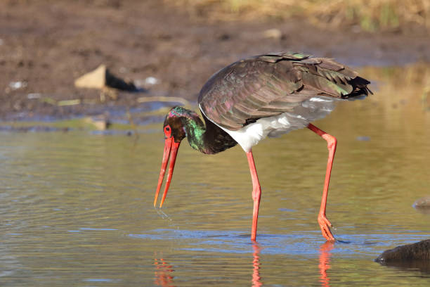 istock Schwarzstorch / Black Stork / Ciconia nigra 2194254538