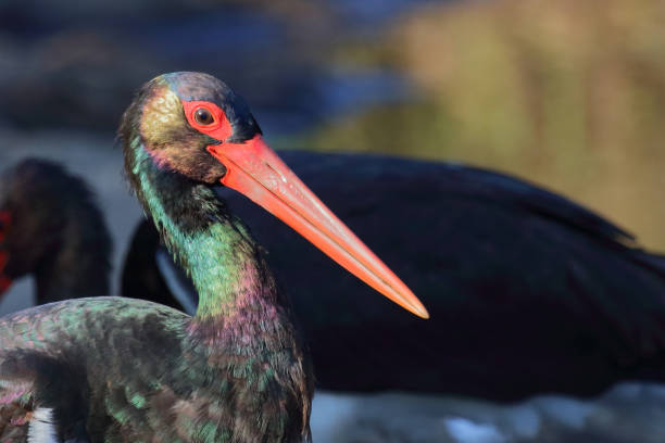 istock Schwarzstorch / Black Stork / Ciconia nigra 2194254561