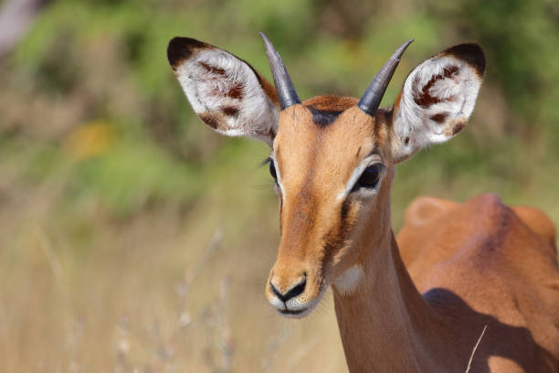 istock Schwarzfersenantilope / Impala / Aepyceros melampus 2194254591