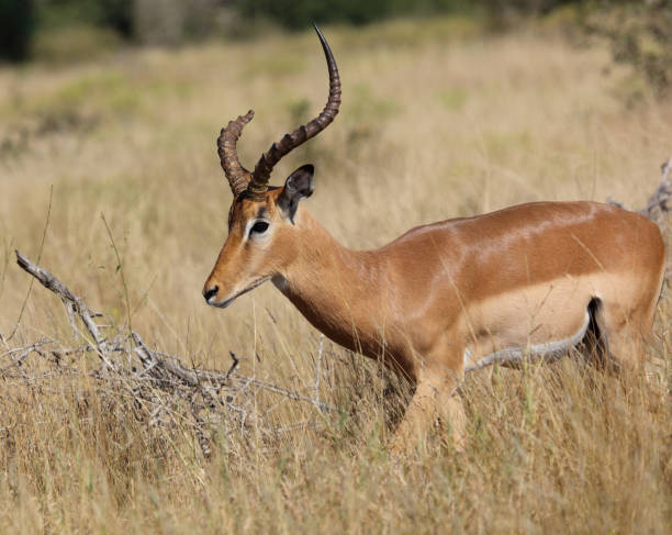 istock Schwarzfersenantilope / Impala / Aepyceros melampus 2194254610
