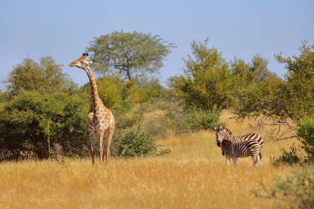 istock Giraffe und Steppenzebra / Giraffe and Burchell's zebra / Giraffa camelopardalis et Equus burchellii 2194254652