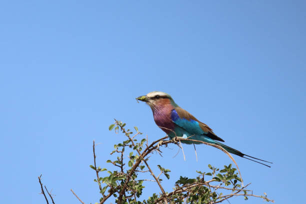 istock Gabelracke / Lilac-breasted roller / Coracias caudata 2194254717