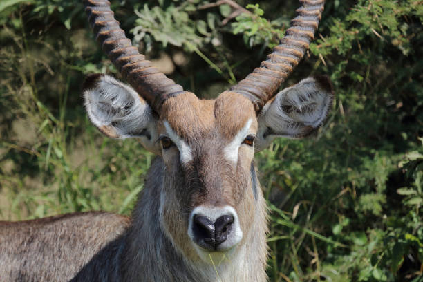 istock Wasserbock / Waterbuck / Kobus ellipsiprymnus 2194255318
