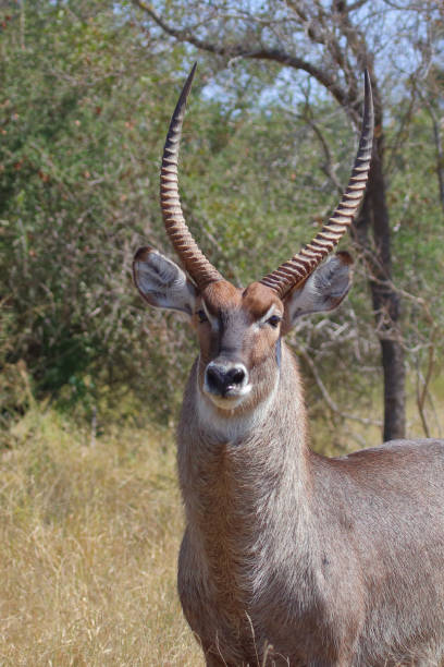 istock Wasserbock / Waterbuck / Kobus ellipsiprymnus 2194255396