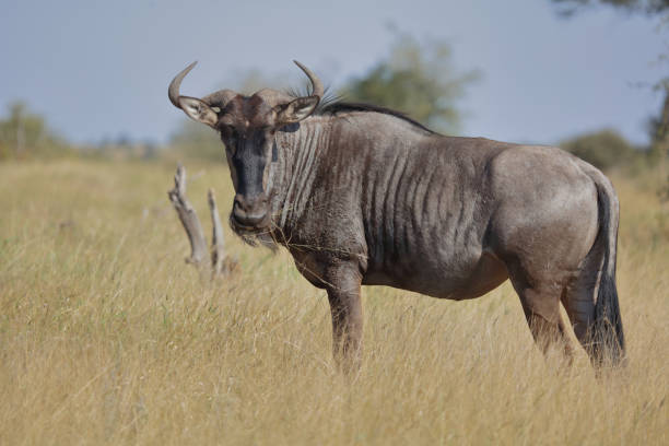 Streifengnu / Blue wildebeest / Connochaetes taurinus