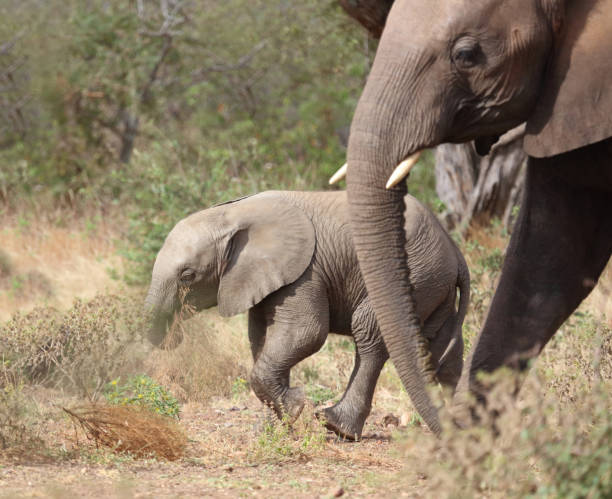istock Afrikanischer Elefant / African elephant / Loxodonta africana 2194255725