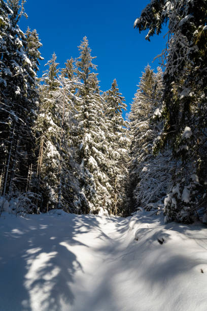Crown snow-load on the spruces in the forest and a path covered with deep snow.