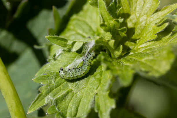 istock Green leafworm caterpillar on a delphinium plant 2194257172