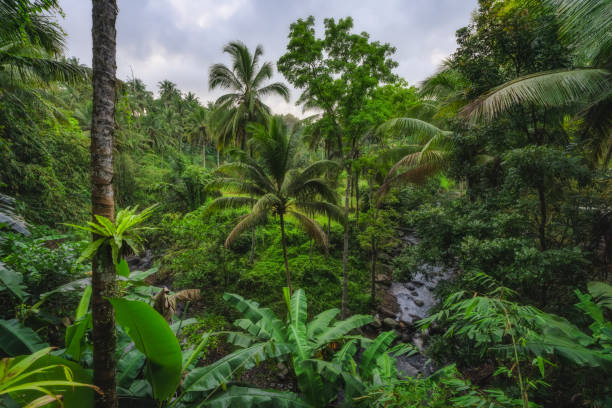 istock Experience the Lush Tropical Rainforest characterized by its Dense Foliage and Serenity, ideal for nature lovers 2194257324