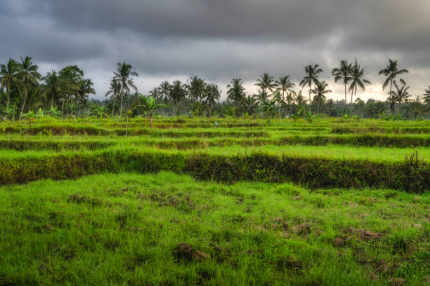 istock Lush and Vibrant Green Terraced Fields Bathed in Warm Sunlight Under Dramatic, Striking Skies Above Them 2194257402