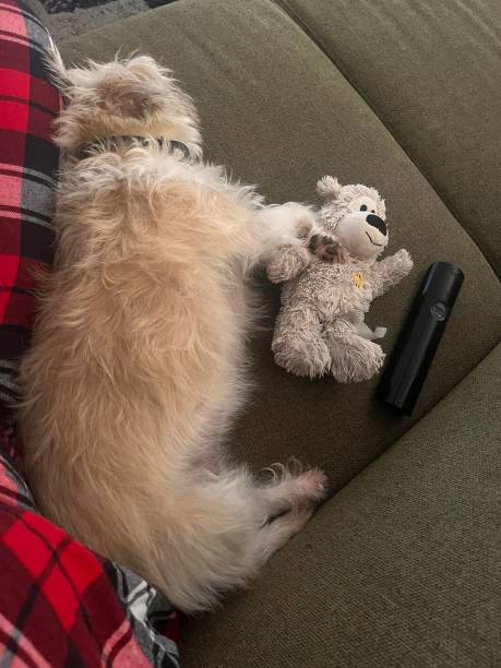 istock Little dog asleep blanket toy 2194257601