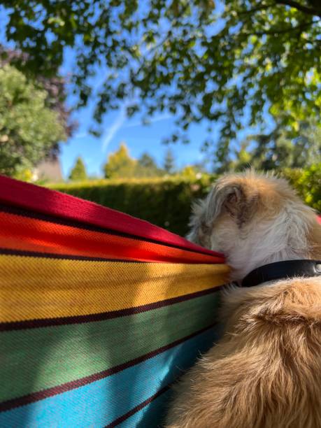 istock Little dog in hammock 2194257737