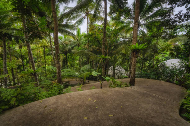 A winding path through a lush, vibrant forest showcases the stunning beauty of nature and offers a deep sense of tranquility to all who wander along its serene route, East Java, Indonesia