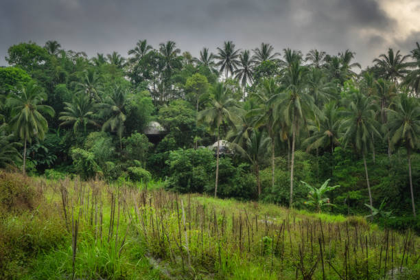 istock A beautiful and lush green landscape filled with palm trees under an overcast sky creating a serene atmosphere 2194259510
