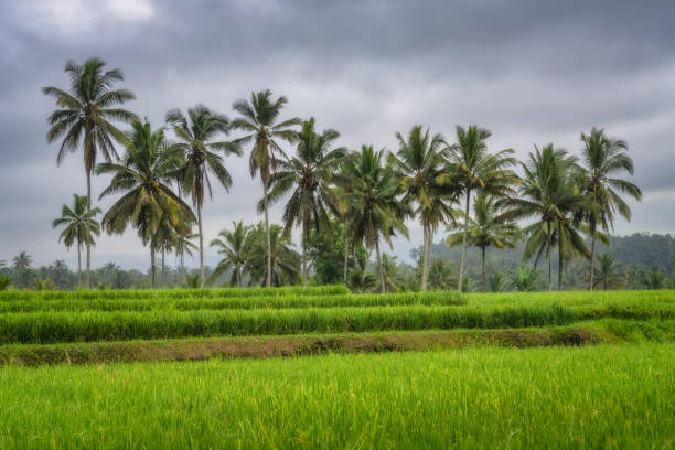 Expansive rice fields bordered by tall, swaying palm trees, set against a moody, dramatic sky, capturing the stunning beauty of rural landscapes and tranquility, East Java, Indonesia