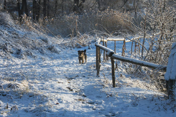 Couple walk dog in snowy backyard, Flagstaff