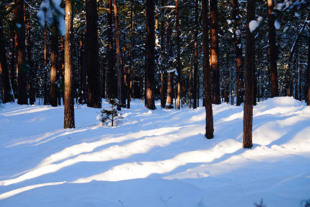 Forest sunlight sun flare snowy winter nature backgroundSunshine in the woods