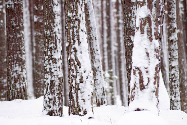 Snow-covered tree trunks. Winter pine forest. Landscape photo.