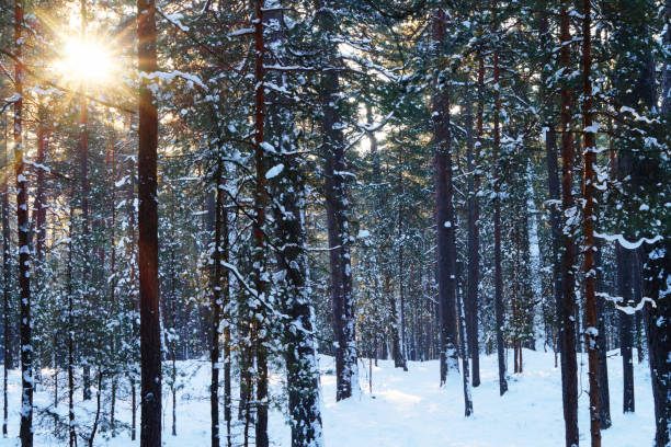 istock Landscape. Winter snowy pine forest. 6. 2194261670