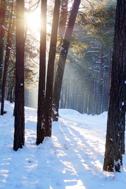 istock Landscape. Winter snowy pine forest. 7. 2194261674