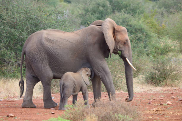 istock Afrikanischer Elefant / African elephant / Loxodonta africana 2194262033