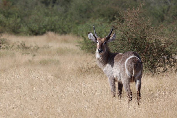 Wasserbock / Waterbuck / Kobus ellipsiprymnus