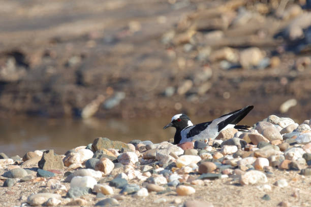 istock Waffenkiebitz / Blacksmith lapwing or Blacksmith plover / Vanellus armatus 2194262418