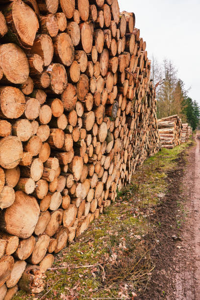 istock Stacked Timber Logs in Forestry Boswachterij Ruinen, Drenthe 2194262535