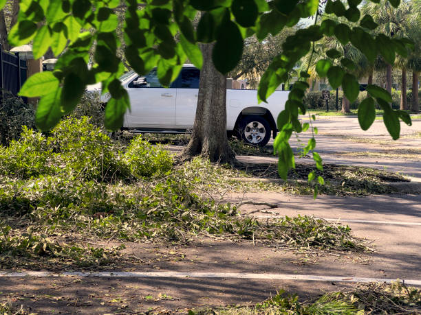 istock Residential parking lot area and falling branches 2194262754
