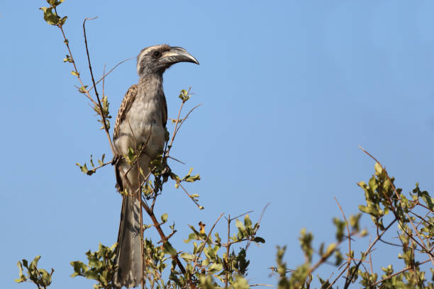 istock Grautoko / African grey hornbill / Lophoceros nasutus 2194262761
