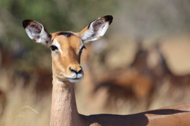istock Schwarzfersenantilope / Impala / Aepyceros melampus 2194263527