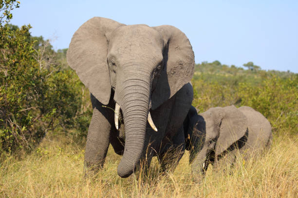 istock Afrikanischer Elefant / African elephant / Loxodonta africana 2194264038