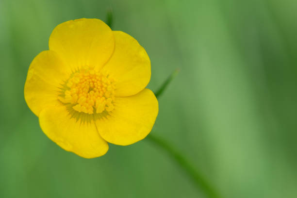 Large yellow buttercup flower (Ranunculus auricomus) in a meadow, blurred background.