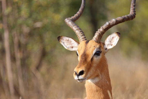 istock Schwarzfersenantilope / Impala / Aepyceros melampus 2194264368