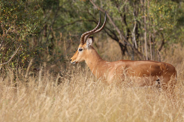 istock Schwarzfersenantilope / Impala / Aepyceros melampus 2194264369